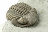 Wide, Enrolled Eldredgeops Trilobite - Ohio #270296-2